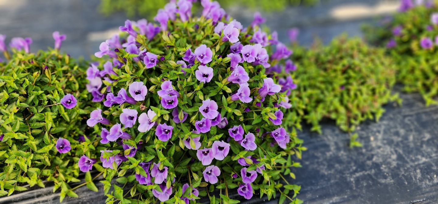 Torenia fournieri 'URI2022-45'